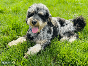 Mini Merle Phantom Poodle Stud Listing Image