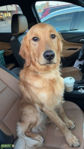 Golden retriever Listing Image