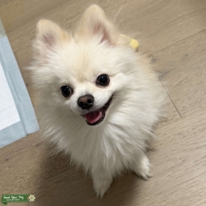 Cream/Tan Pomeranian Listing Image