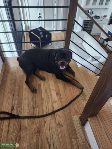 HANDSOME ROTT Listing Image