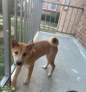 6 Month old pure Male Shiba Inu Red with white paws Listing Image