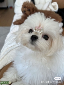 1 Year Old Korean Teacup Maltese Boy for Stud Listing Image