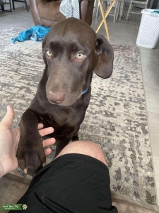 Chocolate Labrador retriever Listing Image
