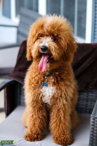 Proven Mini Goldendoodle Stud F1BB Listing Image