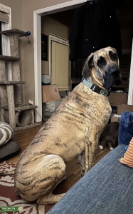 2 year old AKC Brindle Male Listing Image