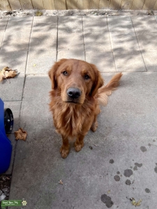 Golden Retriever  Listing Image