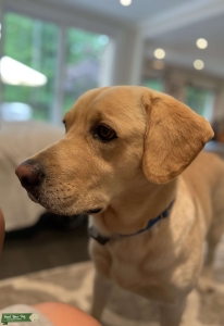 Good looking young yellow Lab/very healthy Listing Image