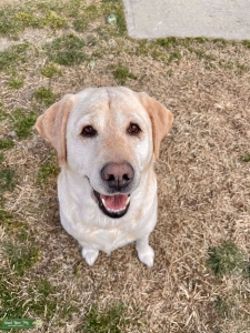 Labrador Stud Listing Image
