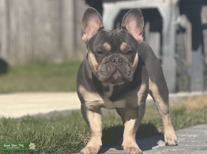 Blue / Tan French Bulldog  Listing Image