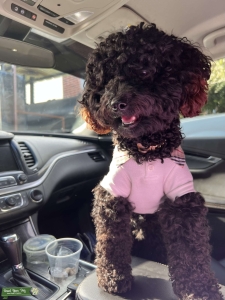 Black Toy Poodle Listing Image