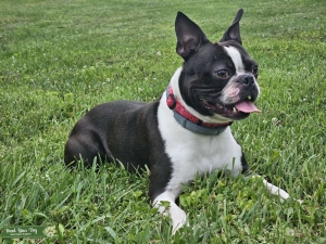 Handsome AKC Stud, Brindle (mostly black & white) Listing Image