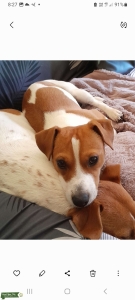 Jack Russell Terrior Listing Image