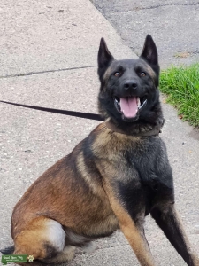 Belgian malinois stud ukc Listing Image