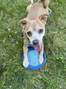 Looking for Stud for my Pomchi  Listing Image
