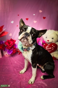 Paco the Gentleman, Looking for a Girlfriend! Listing Image