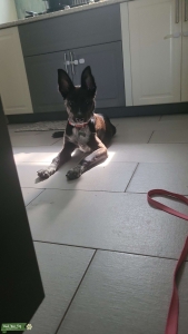 GSD/Blue heeler Listing Image
