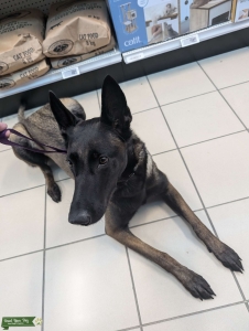 Purebred Belgian malinois  Listing Image