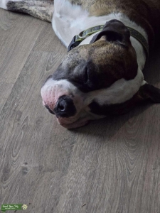 Free , no charge,  american bulldog pitbull x Listing Image