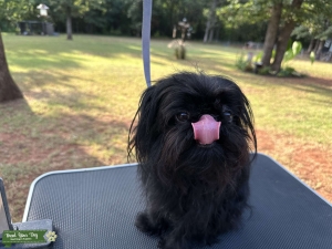 Brussels Griffon Stud Listing Image