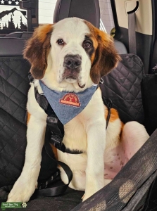 Pure St. Bernard  Listing Image