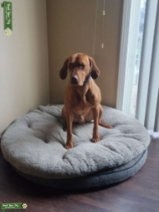 Perfect Golden Rust Vizsla Listing Image