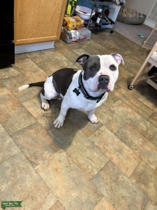 2/ half year old stud bully  Listing Image