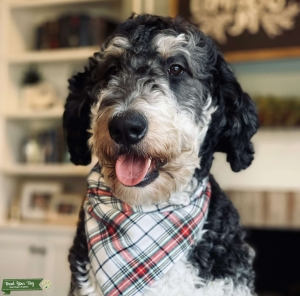 Sweetest Animal Assisted Therapy Bernedoodle Listing Image