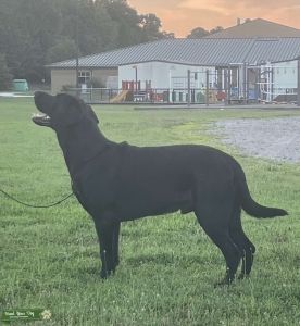 Therapy Dog Black Labrador  Listing Image