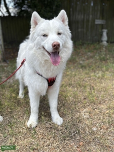 White Siberian Husky Listing Image
