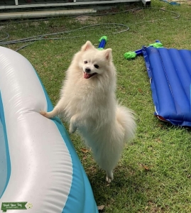 Miniature American Eskimo Stud Listing Image