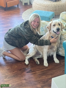 English Cream Golden Retriever Listing Image
