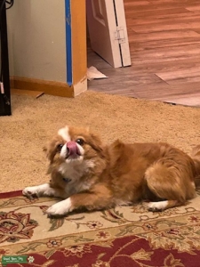 Male Tan Jatzu (Shih Tzu/Japanese Chin mix) Listing Image