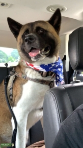 Brown Pinto American Akita Listing Image