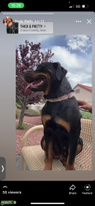 German Rottweiler  Listing Image