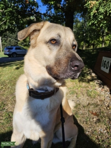 Male seeking Female Anatolian Shepherd for future puppies Listing Image