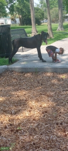 Female Great Dane ready to breed Listing Image