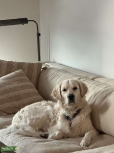 Champion English Cream Golden Retriever Listing Image