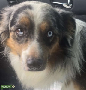 Mini australian shepherd (merle) Listing Image
