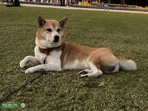 Healthy Shiba Inu Listing Image