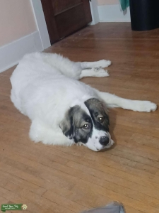Great pyrenees pyrin mastiff mix Listing Image