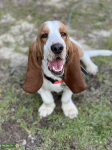 Lemon & white Basset Hound Listing Image