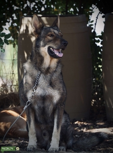 Working Line German Shepherds(wolf sable) Listing Image