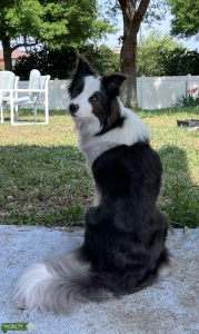 Pure blue Border Collie  Listing Image