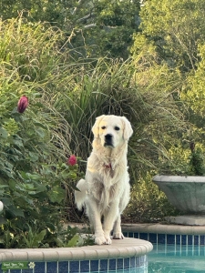 English Cream Golden Retreiver Stud Listing Image