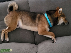 Shiba Inu Sesame Listing Image
