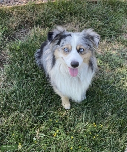 AKC/CKC Australian Shepherd  Listing Image