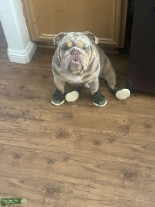 English bulldog  Listing Image