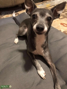 Blue Italian greyhound stud  Listing Image