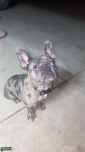 Blue Merle French Bulldog Listing Image