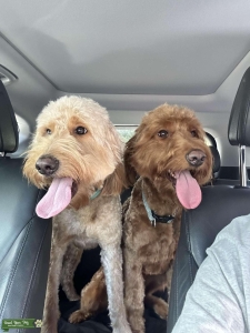 Goldendoodle  Listing Image